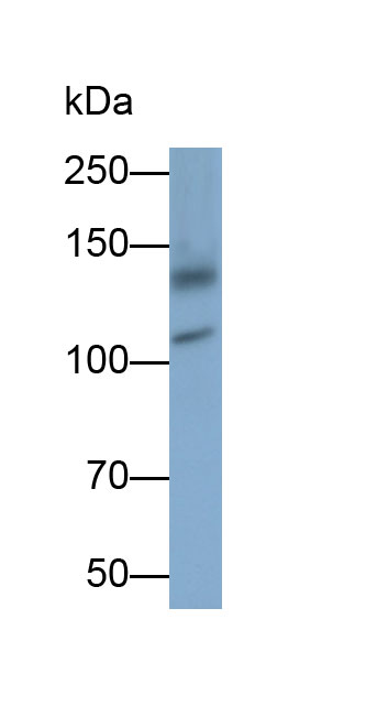 Monoclonal Antibody to Permeability Glycoprotein (Pgp)