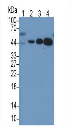 Monoclonal Antibody to TATA Binding Protein (TBP)