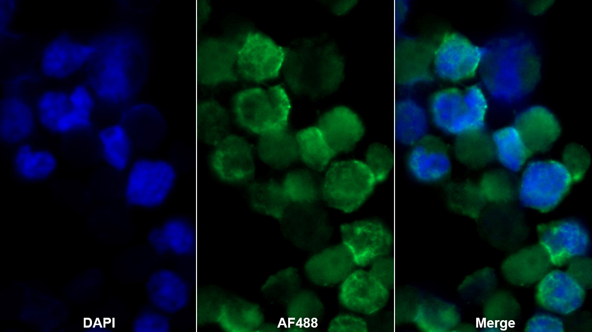 Monoclonal Antibody to Immunoglobulin Superfamily, Member 12 (IGSF12)