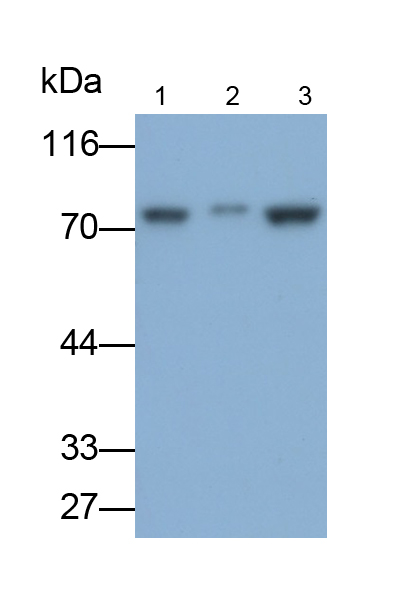 Monoclonal Antibody to Signal Transducer And Activator Of Transcription 6 (STAT6)