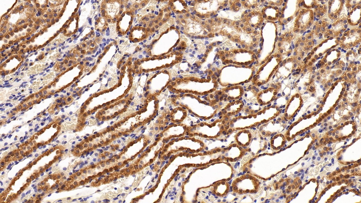 Monoclonal Antibody to Signal Transducer And Activator Of Transcription 3 (STAT3)