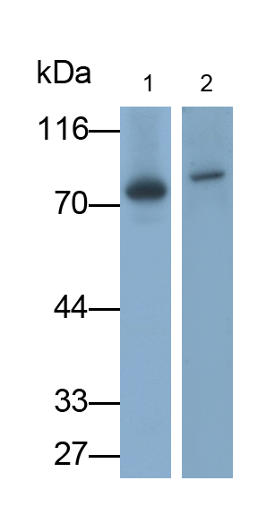 Monoclonal Antibody to Transglutaminase 3, Epidermal (TGM3)