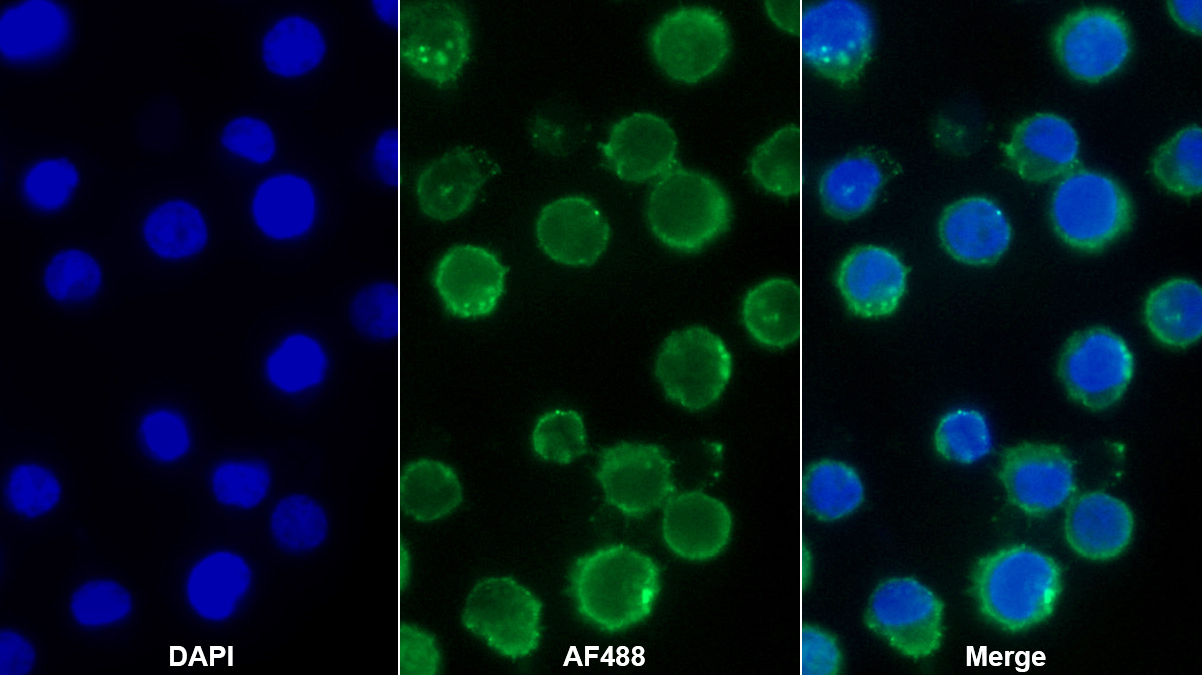 Monoclonal Antibody to Neprilysin (CD10)
