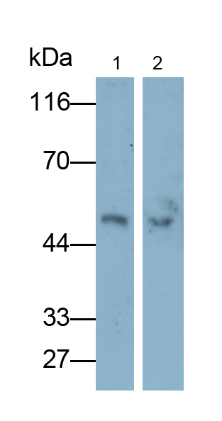 Monoclonal Antibody to Nuclear Factor Kappa B (NFkB)