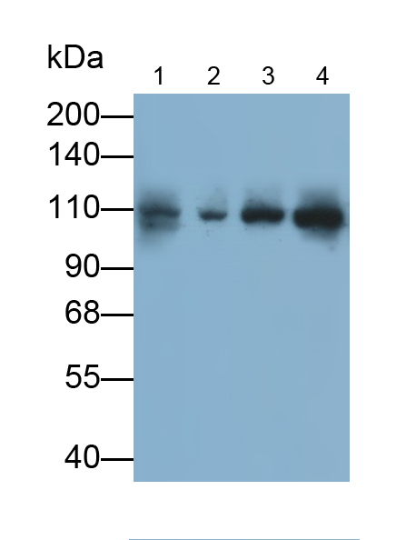 Monoclonal Antibody to Insulin Degrading Enzyme (IDE)
