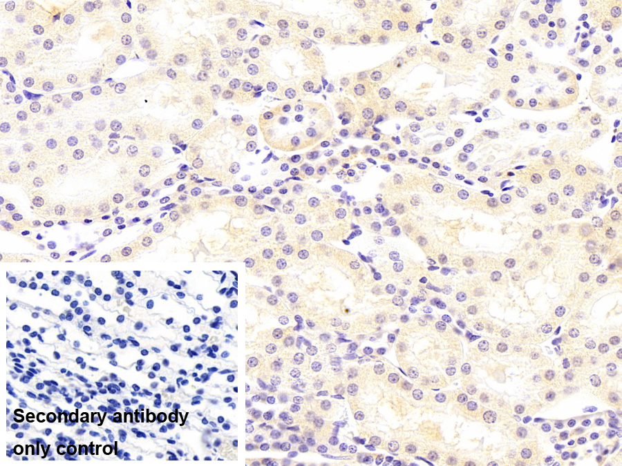 Monoclonal Antibody to Insulin Degrading Enzyme (IDE)