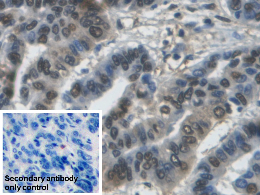 Monoclonal Antibody to Glyceraldehyde-3-Phosphate Dehydrogenase (GAPDH)