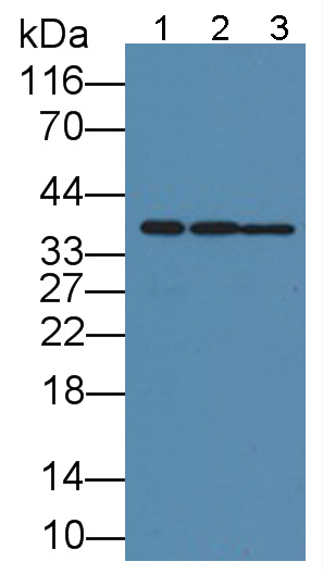 Monoclonal Antibody to Glyceraldehyde-3-Phosphate Dehydrogenase (GAPDH)