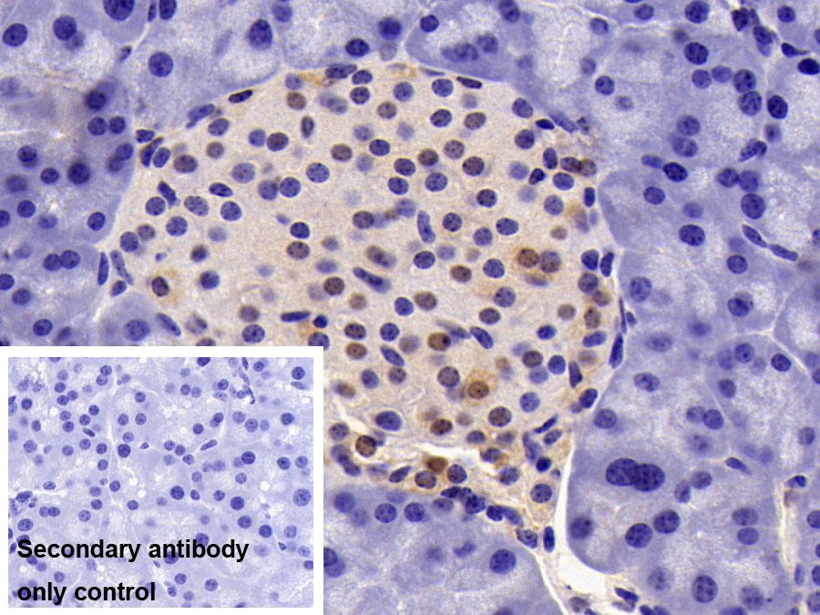 Monoclonal Antibody to Glyceraldehyde-3-Phosphate Dehydrogenase (GAPDH)