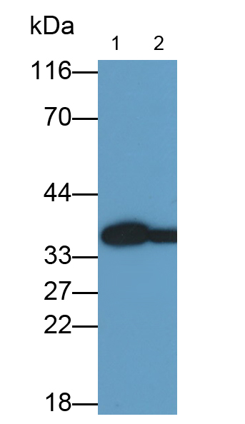 Monoclonal Antibody to Glyceraldehyde-3-Phosphate Dehydrogenase (GAPDH)