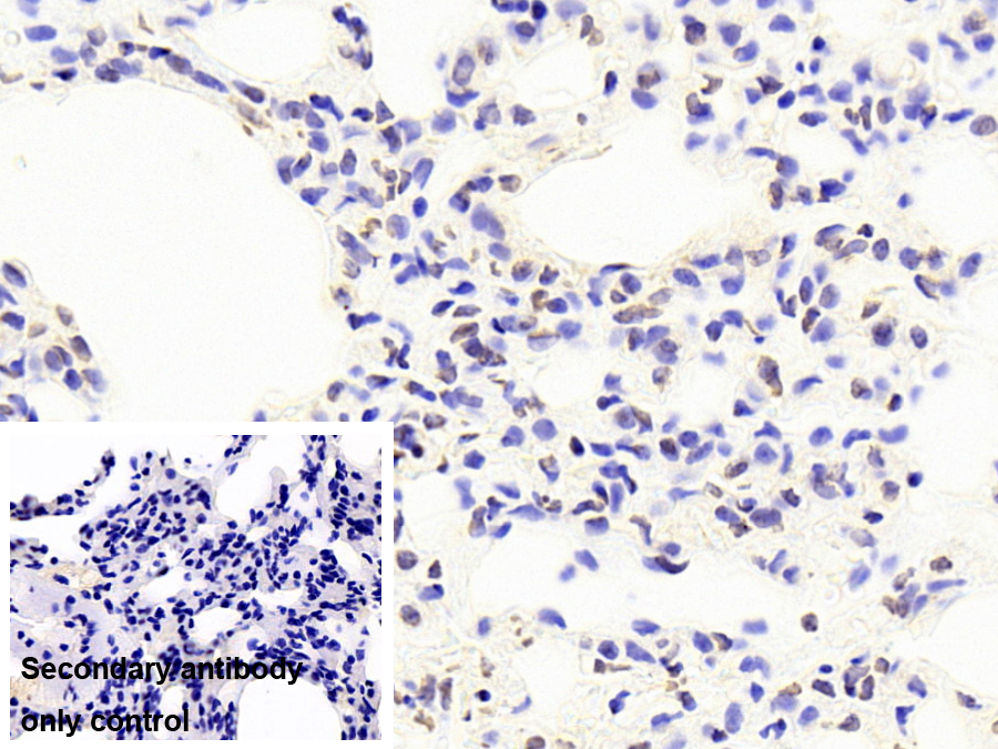 Monoclonal Antibody to Tar DNA Binding Protein 43kDa (TDP43)
