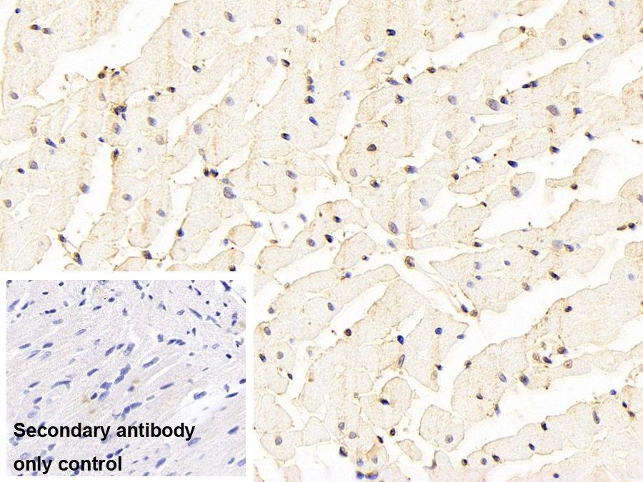 Monoclonal Antibody to Tar DNA Binding Protein 43kDa (TDP43)