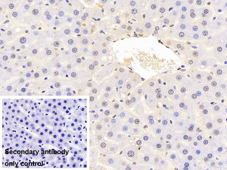 Monoclonal Antibody to Tar DNA Binding Protein 43kDa (TDP43)