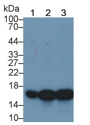 Monoclonal Antibody to Superoxide Dismutase 1 (SOD1)