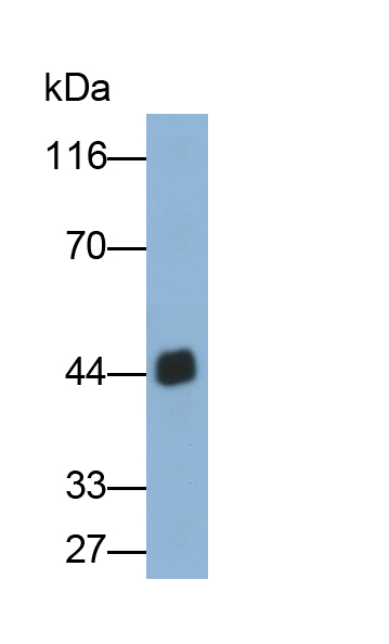 Monoclonal Antibody to Apolipoprotein A4 (APOA4)