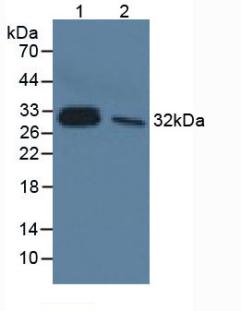 Monoclonal Antibody to Interleukin 33 (IL33)