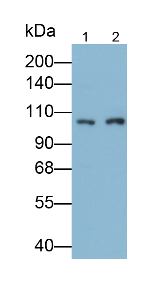 Monoclonal Antibody to Toll Like Receptor 5 (TLR5)