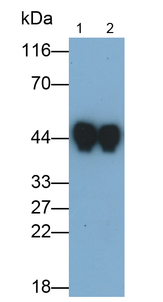 Monoclonal Antibody to Haptoglobin Related Protein (HPR)