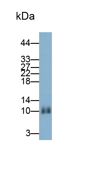 Monoclonal Antibody to Interleukin 22 (IL22)