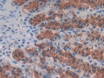 Monoclonal Antibody to Interleukin 24 (IL24)