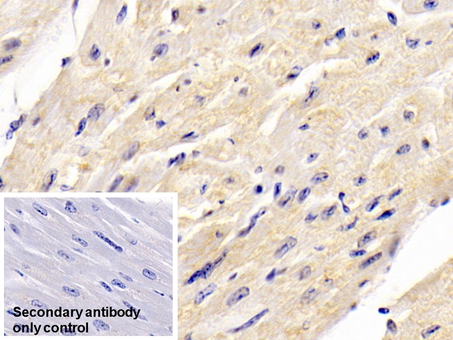 Monoclonal Antibody to Bone Morphogenetic Protein 3 (BMP3)