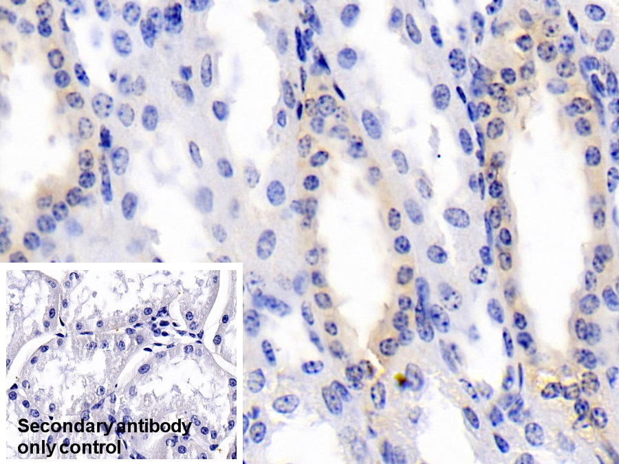 Monoclonal Antibody to Bone Morphogenetic Protein 3 (BMP3)