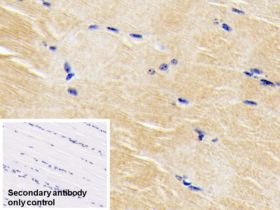 Monoclonal Antibody to Bone Morphogenetic Protein 3 (BMP3)