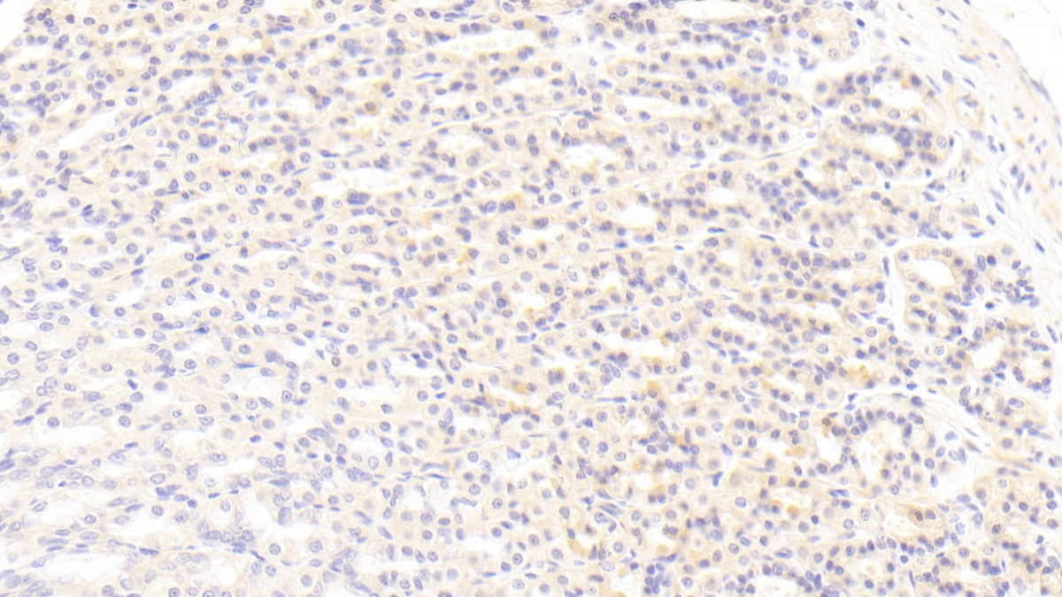 Monoclonal Antibody to Bone Morphogenetic Protein 3 (BMP3)