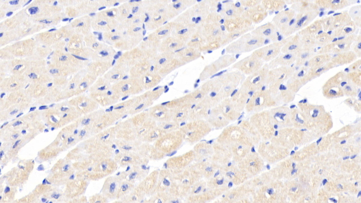 Monoclonal Antibody to Activin A Receptor Type II A (ACVR2A)