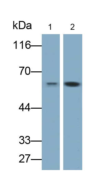 Monoclonal Antibody to Collagen Type X (COL10)