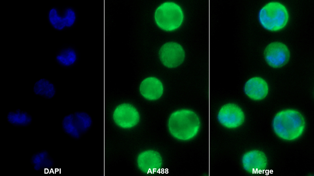 Monoclonal Antibody to Left/Right Determination Factor 1 (LEFTY1)