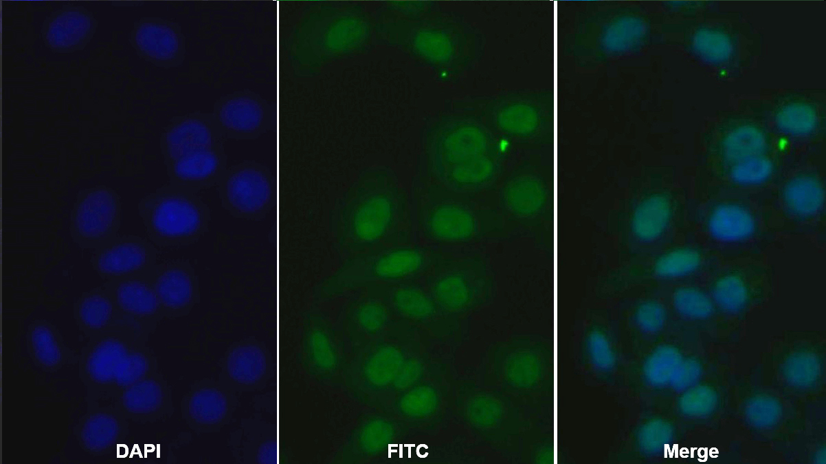 Monoclonal Antibody to Histone Deacetylase 1 (HDAC1)