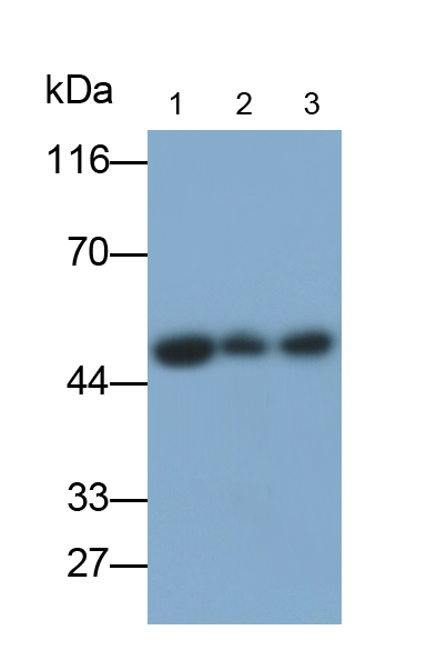 Monoclonal Antibody to Bleomycin Hydrolase (BLMH)