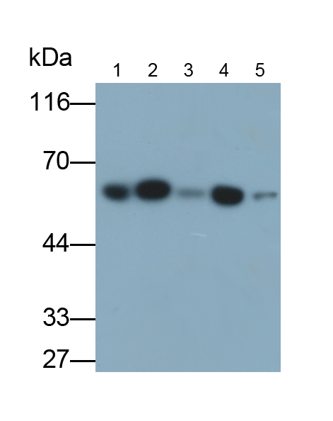 Monoclonal Antibody to Protein Kinase B Alpha (PKBa)