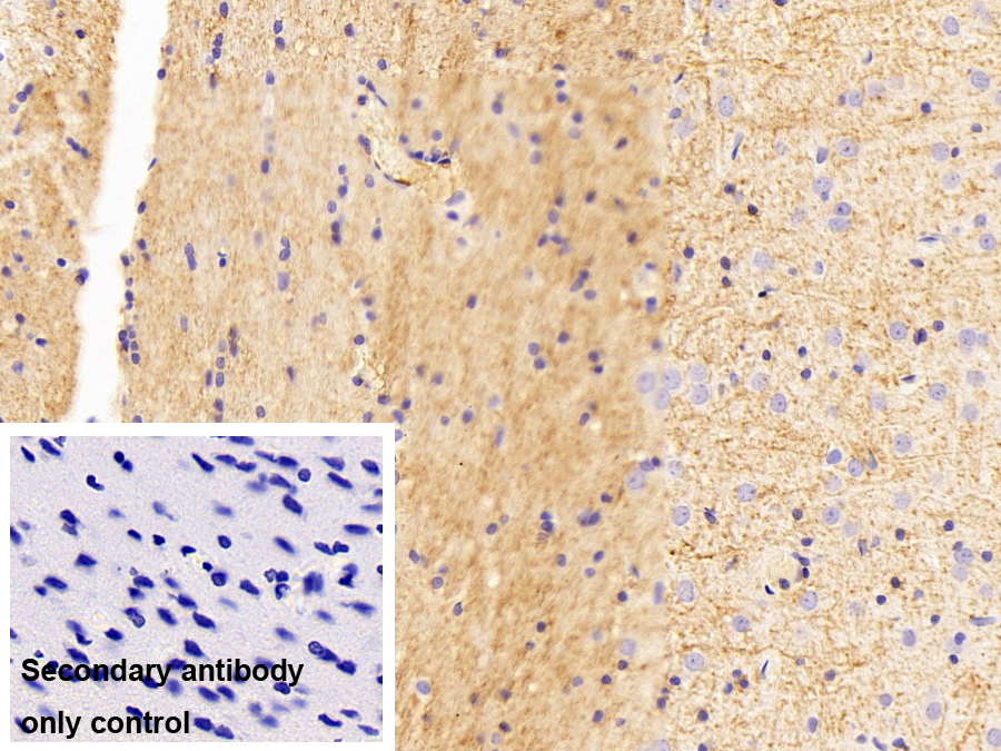 Monoclonal Antibody to 2',3'-Cyclic Nucleotide 3'-Phosphodiesterase (CNP)