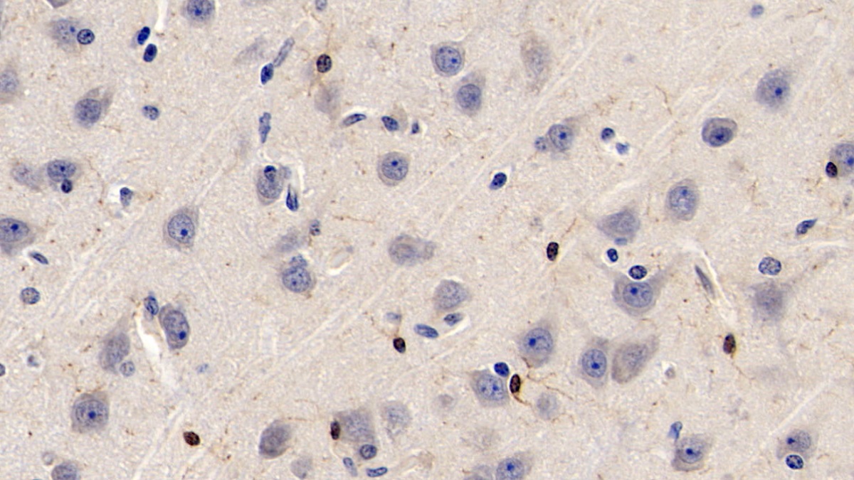 Monoclonal Antibody to Allograft inflammatory factor 1 (AIF1)
