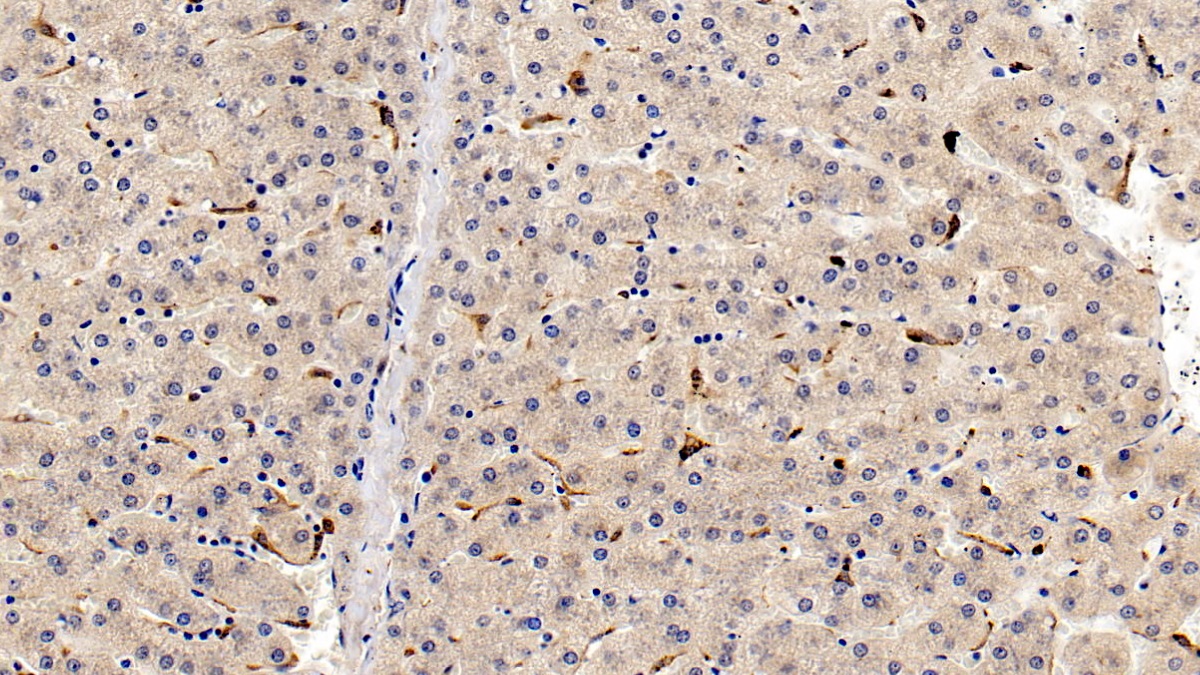 Monoclonal Antibody to Allograft inflammatory factor 1 (AIF1)