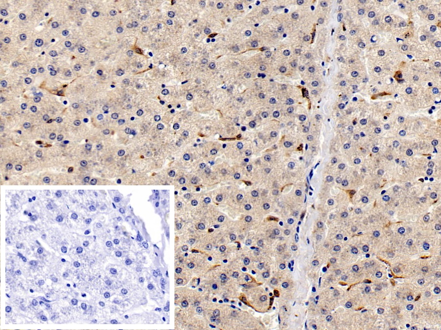 Monoclonal Antibody to Allograft inflammatory factor 1 (AIF1)