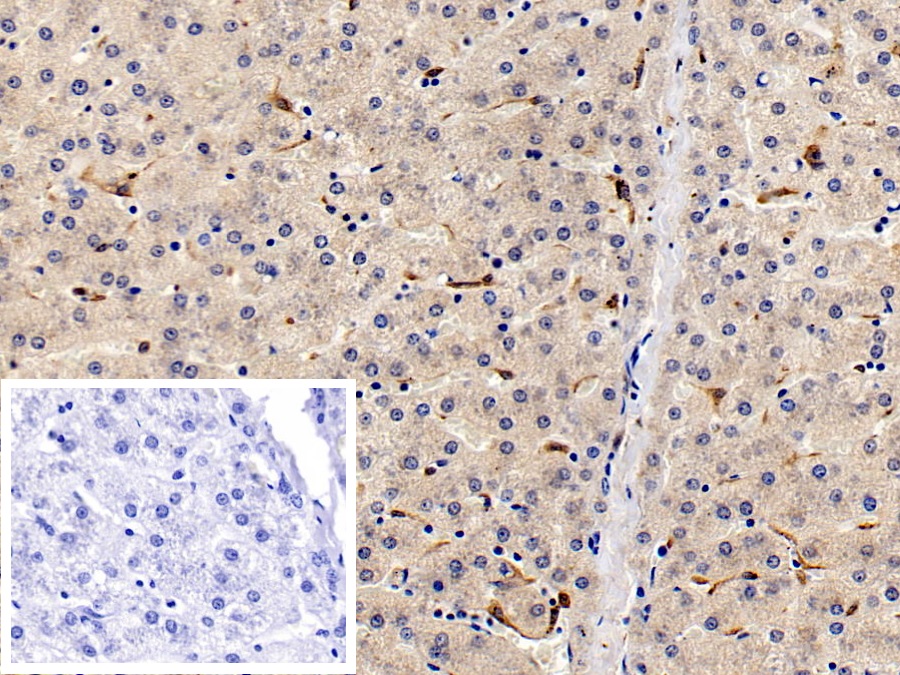 Monoclonal Antibody to Ionized Calcium-binding Adapter Molecule 1 (IBA1)