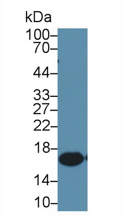 Monoclonal Antibody to Allograft inflammatory factor 1 (AIF1)