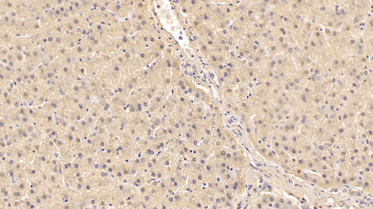 Monoclonal Antibody to Fibroblast Activation Protein Alpha (FAPa)