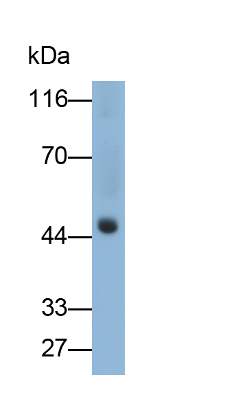 Monoclonal Antibody to Fibrinogen Gamma (FGg)