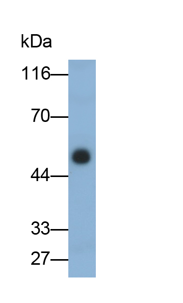 Monoclonal Antibody to Fibrinogen Gamma (FGg)