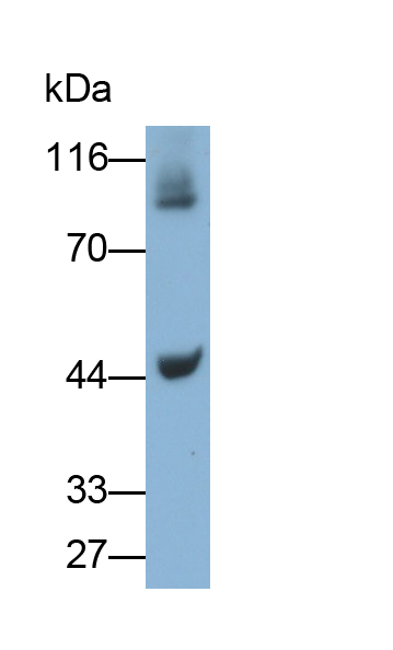 Monoclonal Antibody to Fibrinogen Gamma (FGg)