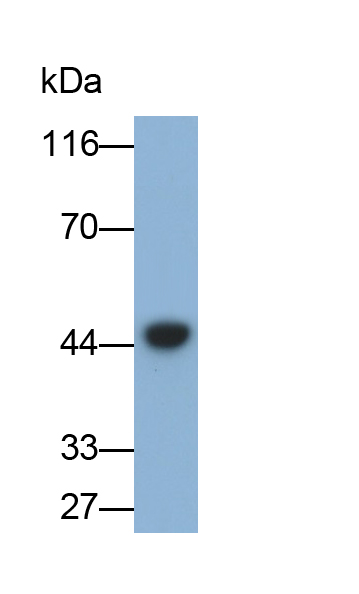 Monoclonal Antibody to Fibrinogen Gamma (FGg)