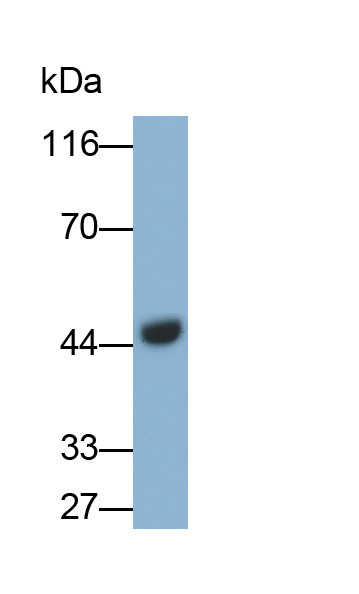 Monoclonal Antibody to Fibrinogen Gamma (FGg)