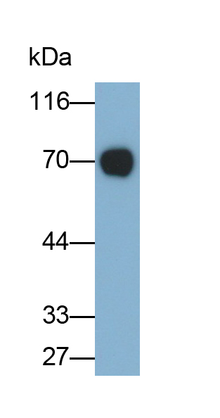 Monoclonal Antibody to Furin (FUR)