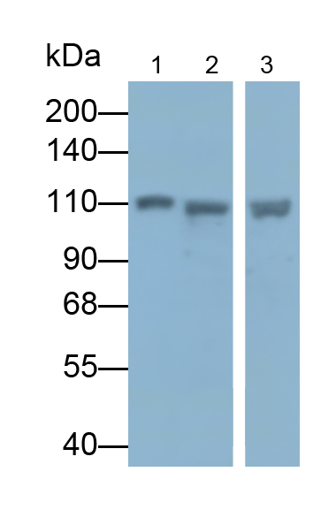 Monoclonal Antibody to Janus Kinase 1 (JAK1)