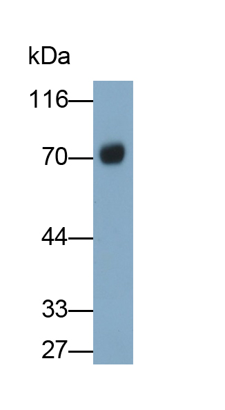 Monoclonal Antibody to Virus Induced Signaling Adapter (VISA)