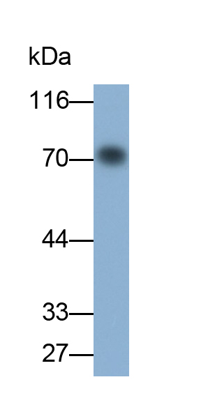 Monoclonal Antibody to Virus Induced Signaling Adapter (VISA)